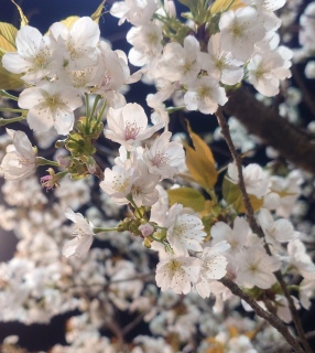 ����Ȏ��Ԃ�